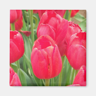 Red Tulips Magnet