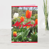 Red Tulips My Liebe Spring blühende Karte