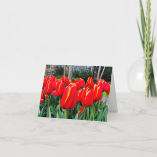 Red Tulips - Notecard Dankeskarte