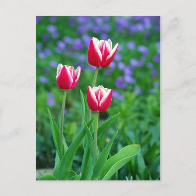 Red Tulips Postcard Postkarte (Vorderseite)