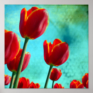 Red Tulips Poster