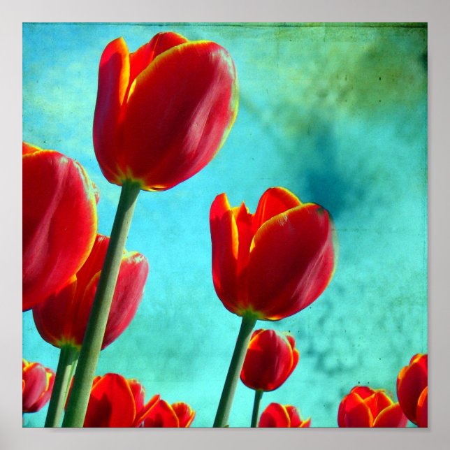 Red Tulips Poster (Vorne)