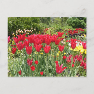 RED TULIPS POSTKARTE