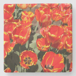 Red Tulips Stone Untersetzer