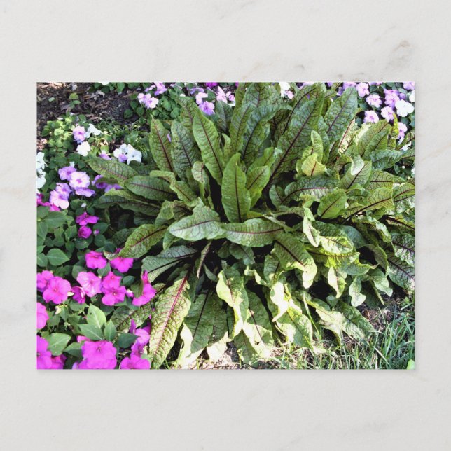 Red Veined Sorrel Pink Impatiens Flower Garden Postkarte (Vorderseite)