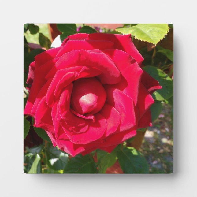 Red Velvet Bud Fotoplatte (Vorderseite)