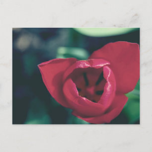 Red Vintag Tulip Postkarte