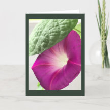 Red-Violet Morning Glory Blank