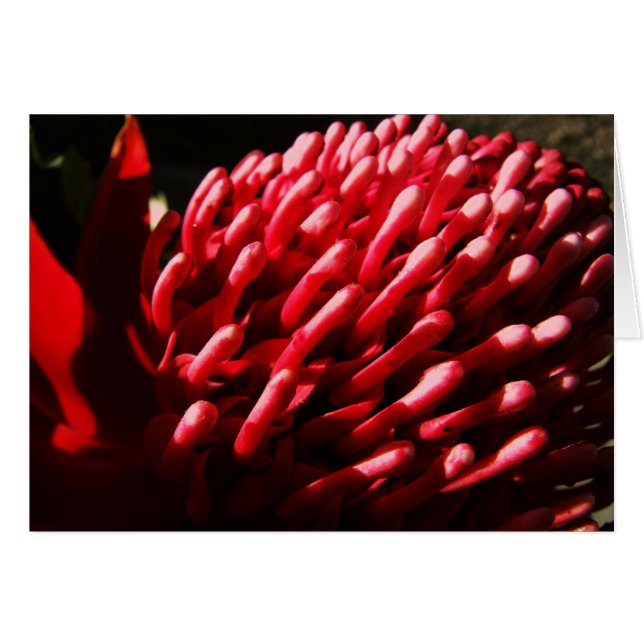 Red Waratah Card (Vorderseite (Horizontal))