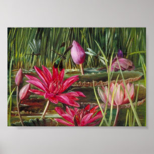 Red Water Lily of India - Marianne North Poster