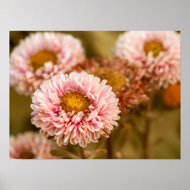 Red White China Asters Poster (Vorne)