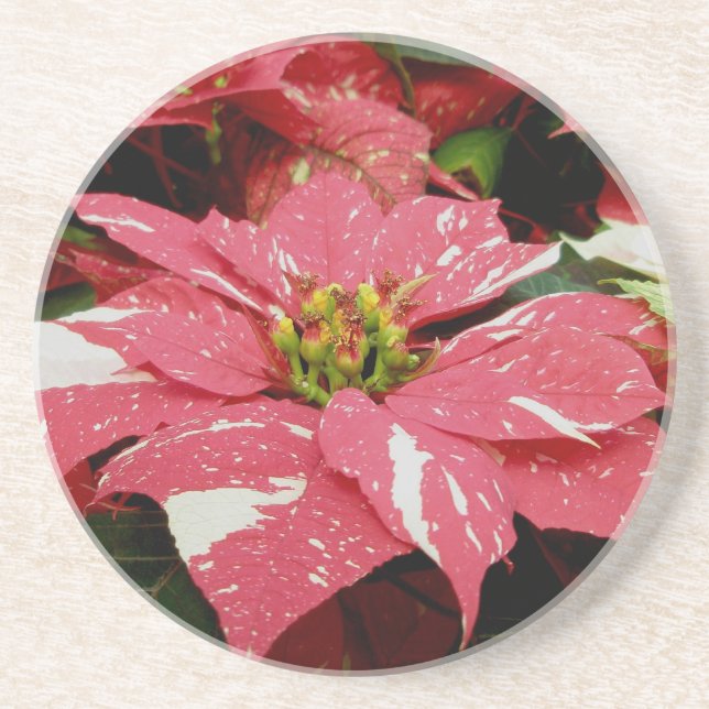 Red & White Poinsettia Untersetzer (Vorne)