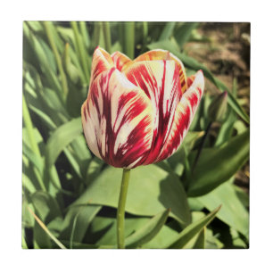 Red & White Tulip Fliese