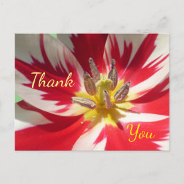Red White Tulip Nah up Danke Postcard Postkarte