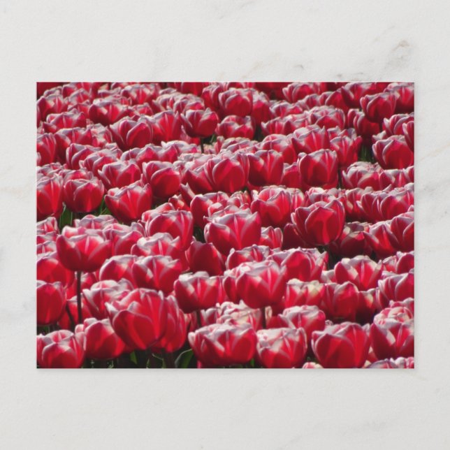Red White Tulips Pattern DIY Postcard Postkarte (Vorderseite)