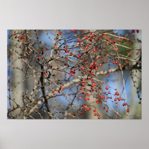 Red Wild Berries Poster