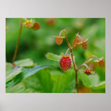 Red Wild Strawberry Still Growing Garden Foto