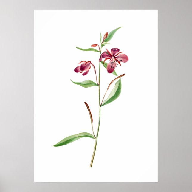 Red Willowweed Print von Mary Vaux Walcott Poster (Vorne)