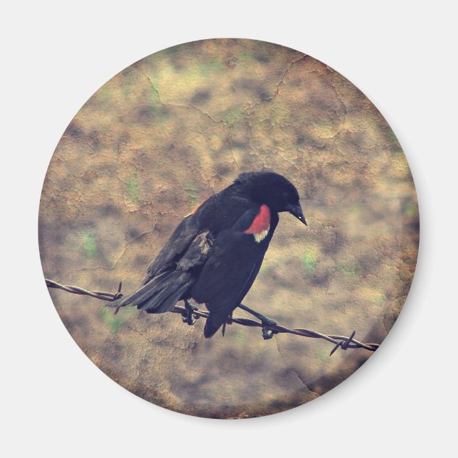 Red Wing Blackbird auf Barbed Wire Magnet (Vorne)