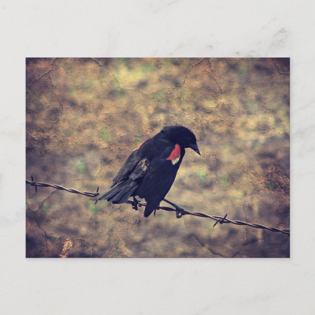 Red Wing Blackbird auf Barbed Wire Postkarte (Vorderseite)
