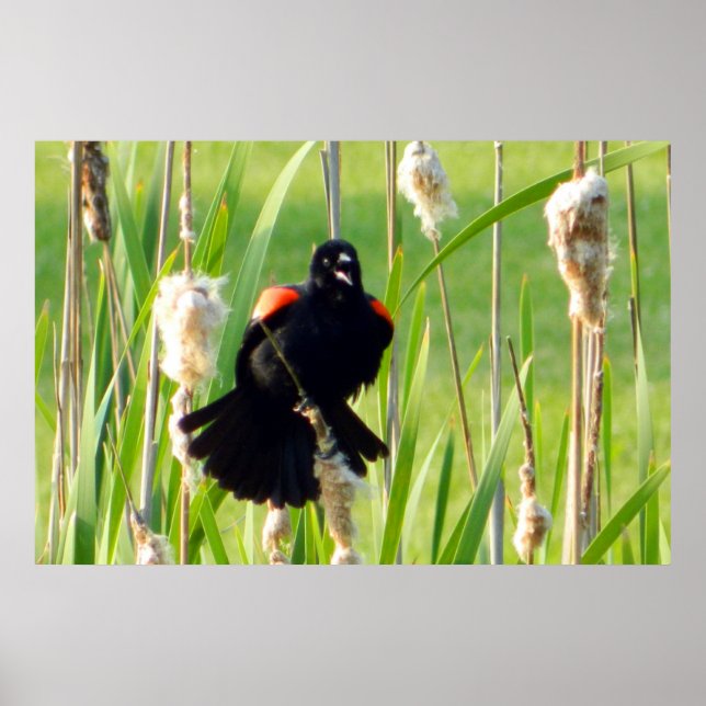 Red Wing Blackbird auf Reeds Poster (Vorne)