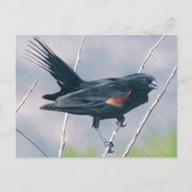 Red Wing Blackbird Postkarte (Vorderseite)