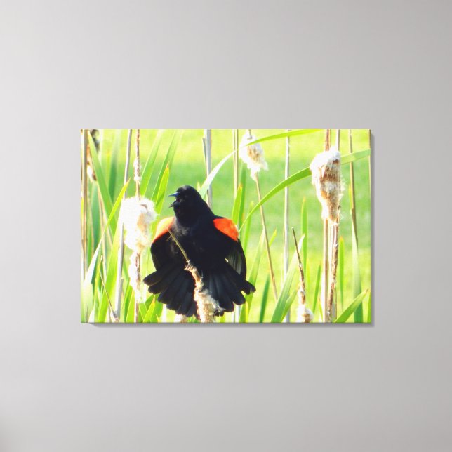 Red Wing Blackbird Song Wrapped Canvas Print Leinwanddruck (Vorderseite)