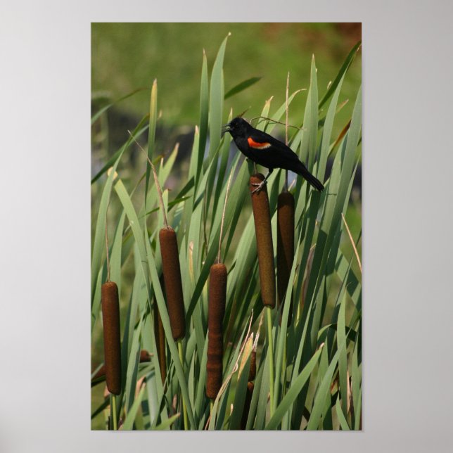 Red Wing Poster (Vorne)