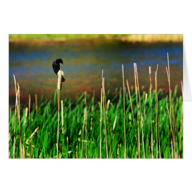 Red Winged Blackbird (Vorderseite (Horizontal))