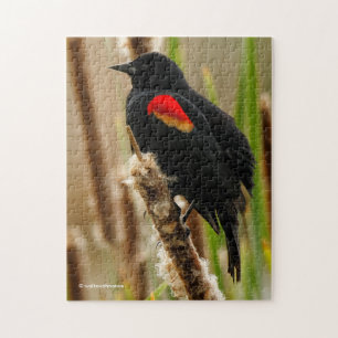 Red-Winged Blackbird auf dem Bulrush Puzzle