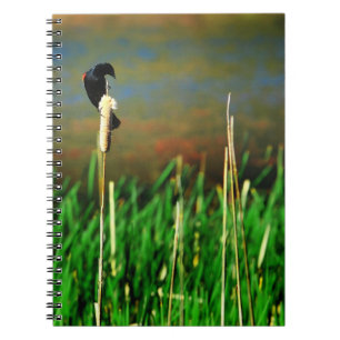 Red Winged Blackbird auf einem Schlachtgel Notizblock