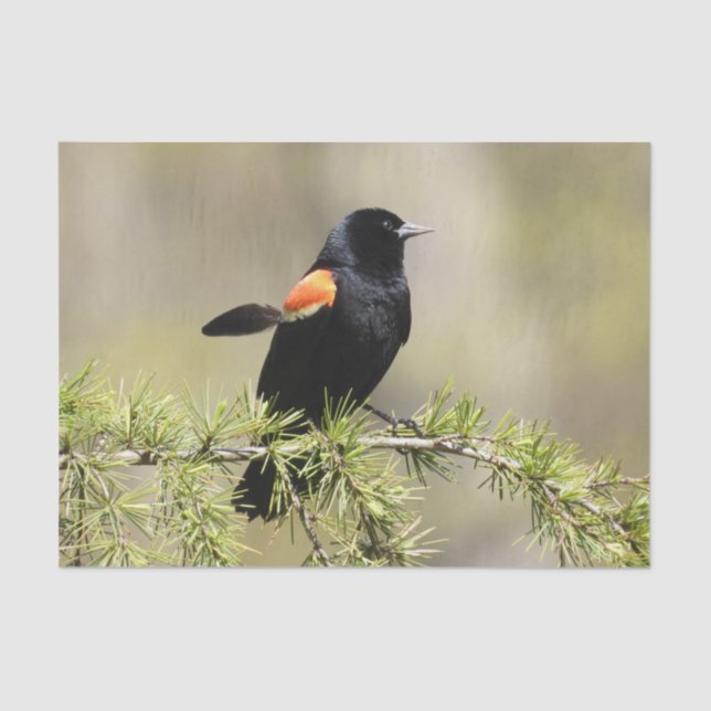 Red Winged Blackbird - Feather out Seidenpapier (Vorderseite)