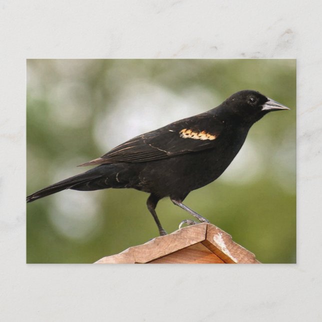 Red Winged Blackbird Foto Postkarte (Vorderseite)