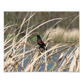 Red-Winged Blackbird Fotodruck