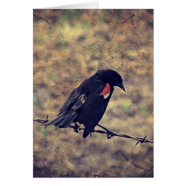 Red Winged Blackbird-Jede Anlässe (Vorne)