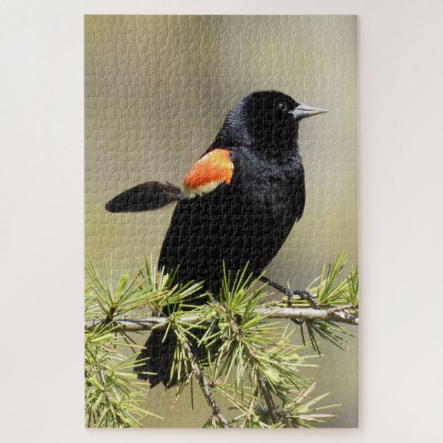 Red Winged Blackbird mit einer Feder außerhalb des Puzzle (Vertikal)