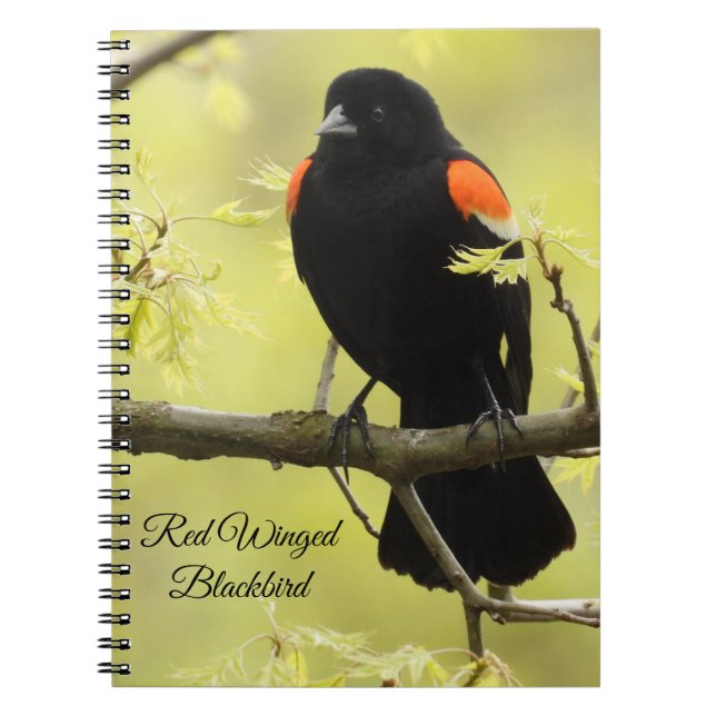 Red Winged Blackbird Notizblock (Vorderseite)