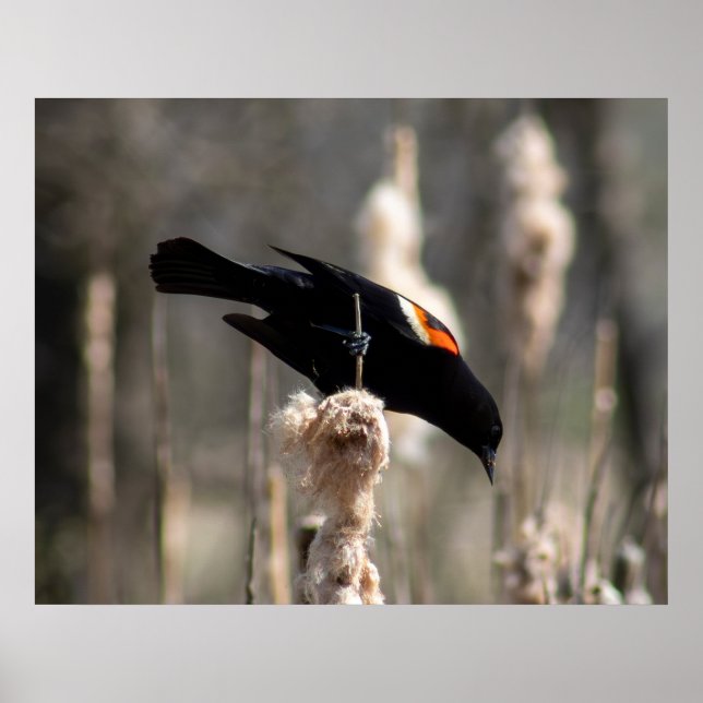 Red Winged Blackbird Poster (Vorne)