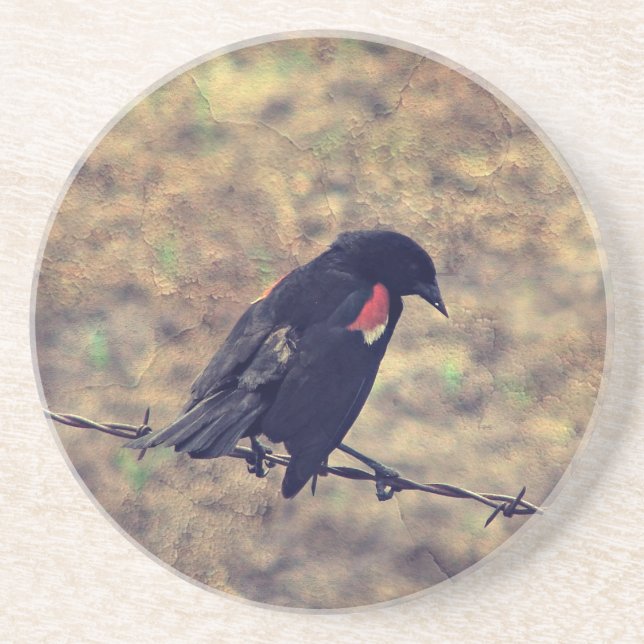 Red Winged Blackbird Sandstein Untersetzer (Vorne)