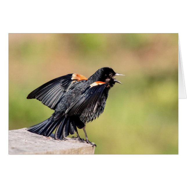 Red Winged Blackbird Singing (Vorderseite (Horizontal))