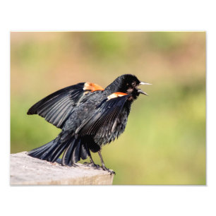 Red Winged Blackbird Singing Fotodruck