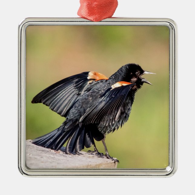 Red Winged Blackbird Singing Ornament Aus Metall (Vorne)