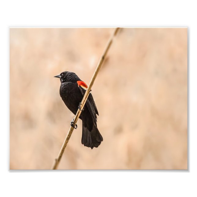 Red Winged Blackbirds in Reeds Fotografy Fotodruck (Vorne)