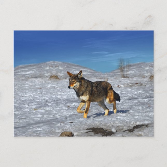 Red Wolf Februar 2011 Postkarte (Vorderseite)