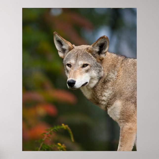 Red Wolf Poster (Vorne)