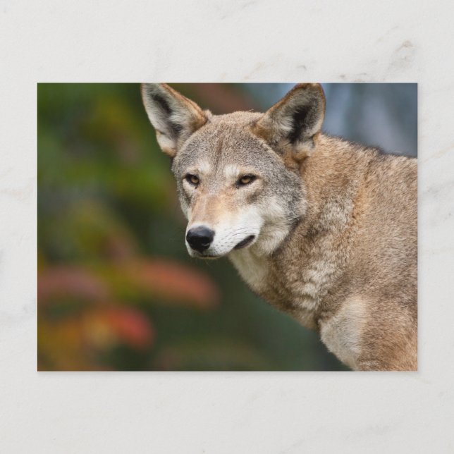 Red Wolf Postkarte (Vorderseite)