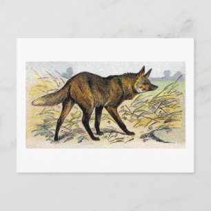 Red Wolf Postkarte