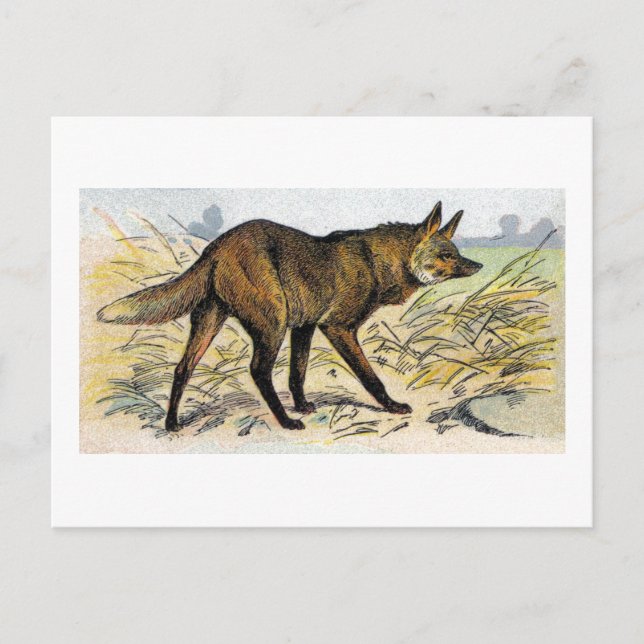Red Wolf Postkarte (Vorderseite)