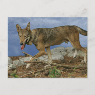 Red Wolf Pup Postkarte