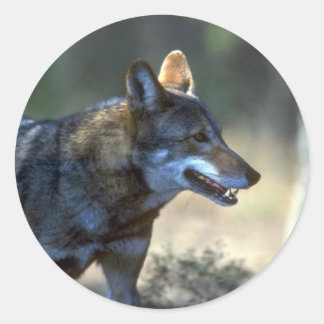 Red Wolf Runder Aufkleber